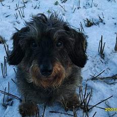 Gravhund emma sofie gad den 2