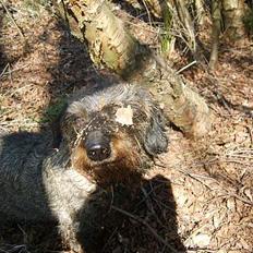 Gravhund emma sofie gad den 2