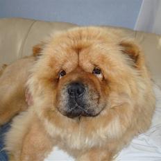 Chow chow Fuh-Thu-chow Inka-Rose