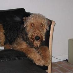 Airedale terrier Walter