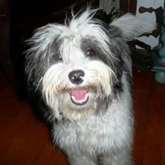 Løwchen Mini Max