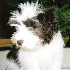 Løwchen Mini Max   