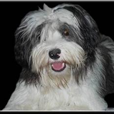 Løwchen Mini Max   