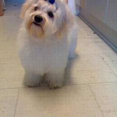 Bichon havanais Jabir's Danés Jalapeno