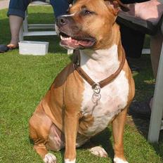 Amerikansk staffordshire terrier Tovdal Crystal Rainbow