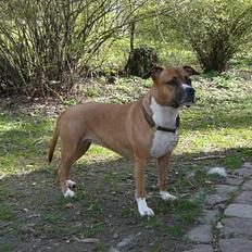 Amerikansk staffordshire terrier Tovdal Crystal Rainbow