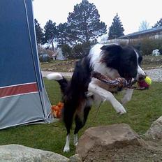 Border collie Tess