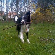 Border collie Tess
