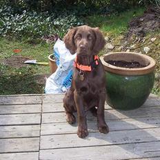 Langhåret hønsehund Freja