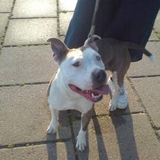 Amerikansk staffordshire terrier Laika