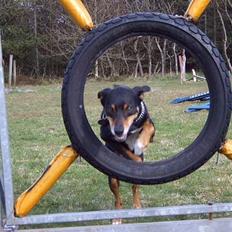 Blanding af racer Rollo
