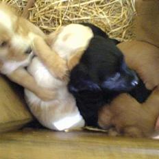 Engelsk springer spaniel Rex