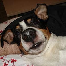 Dansk svensk gaardhund Frygtløs