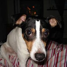 Dansk svensk gaardhund Frygtløs