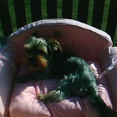 Yorkshire terrier Noa