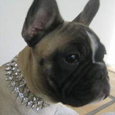 Fransk bulldog Alma Rosina