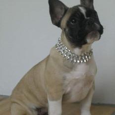 Fransk bulldog Alma Rosina