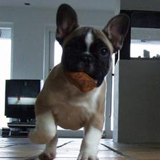 Fransk bulldog Alma Rosina