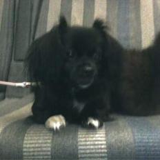 Blanding af racer Mema