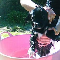 Blanding af racer Mema