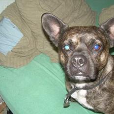 Blanding af racer Max