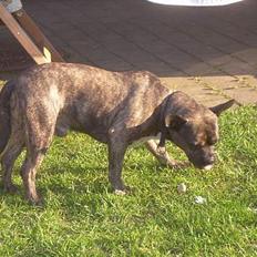 Blanding af racer Max