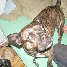 Blanding af racer Max