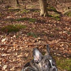 Fransk bulldog Perli + 2007 født