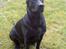 Blanding af racer labrador/scæfer Emma