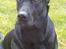 Blanding af racer labrador/scæfer Emma