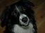 Border collie Jesse James - hej allesammen :-)
