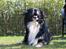 Border collie Jesse James