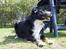 Border collie Jesse James