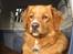 Nova scotia duck tolling retriever Tolkien