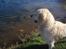 Golden retriever Shaggie