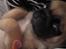 Mops Foxy    R.I.P