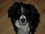 Border collie Jesse James - ej hold nu op....