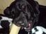 Blanding af racer Fraya - Lab/Berner 26/8-06 - 14/2-19 - Mmmmmm ben! *NYT*