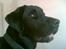 Blanding af racer Fraya - Lab/Berner 26/8-06 - 14/2-19 - Hov - der var en lyd!