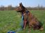 Australsk kelpie thilo - øv jeg gider ikke have sele på, det er kun fordi det er Catja der har mig med, så jeg venter her på min mor