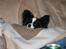 Papillon mikey - 10 mdr