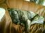 Dogo canario **Tiger**