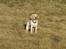 Labrador retriever (Formel 1) Kata
