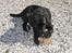 Labrador retriever Tjalfe - Dejligt med lidt at vælge imellem 