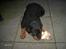 Rottweiler Frida - hej så er jeg 10 uger . og igang med mit første kødben ( lækkert )