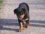 Rottweiler Frida - 10 uger verden er stor og spændene