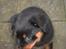 Rottweiler Frida - 10 uger . det øje