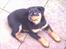 Rottweiler Frida