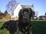 Labrador retriever Sofus (Formel 1) - Woow hvor er jeg smart.