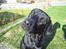 Labrador retriever Sofus (Formel 1) - Skal jeg have mad? Skal jeg ud og gå en tur? HVAD SKAL JEG? ;D